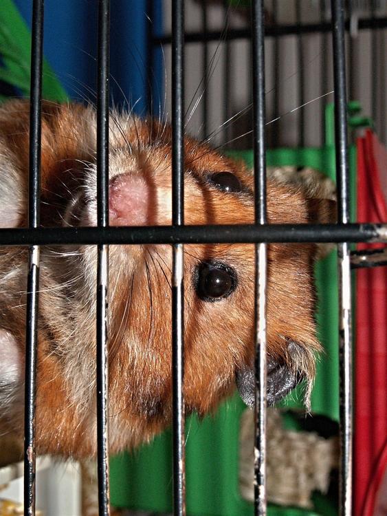 hamster en cage