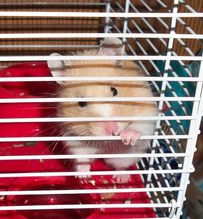 hamster en cage