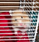 hamster en cage