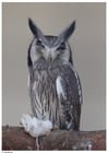 Photo hibou