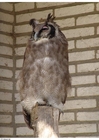 Photos hibou