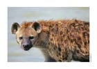 Photos hyène