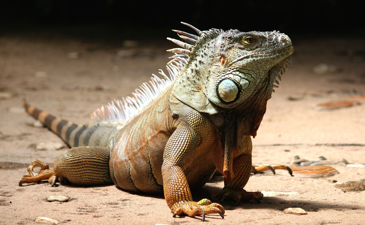 Photo iguane