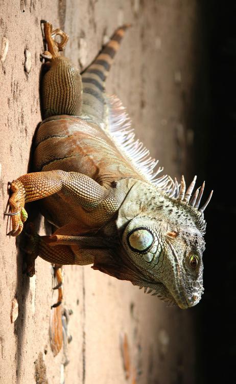 iguane