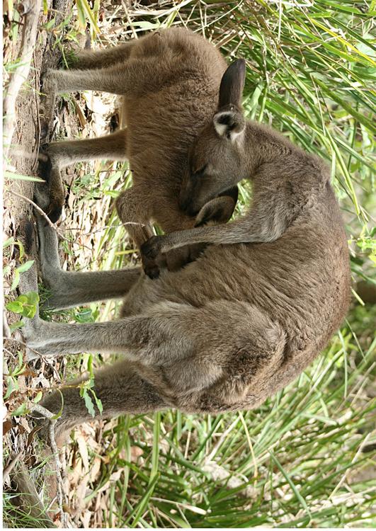 kangourou avec jeune