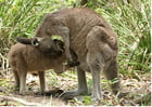 Photo kangourou avec jeune
