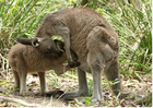Photos kangourou avec jeune