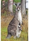 Photo kangourou avec son jeune