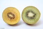 Photos kiwi jaune et kiwi vert