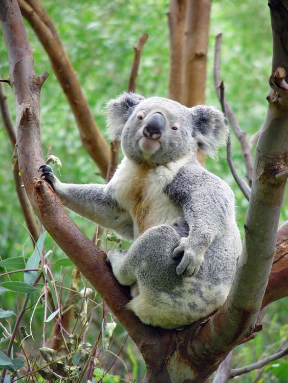 koala