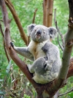 Photos koala