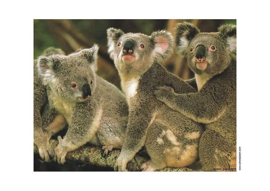Photo koalas
