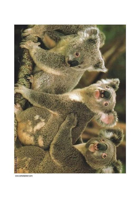 koalas