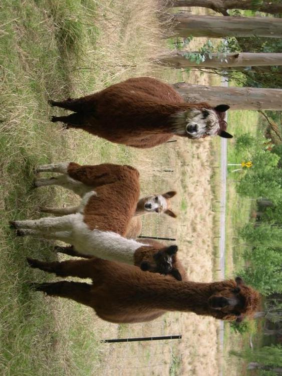 lamas