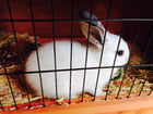 Photos lapin dans une cage