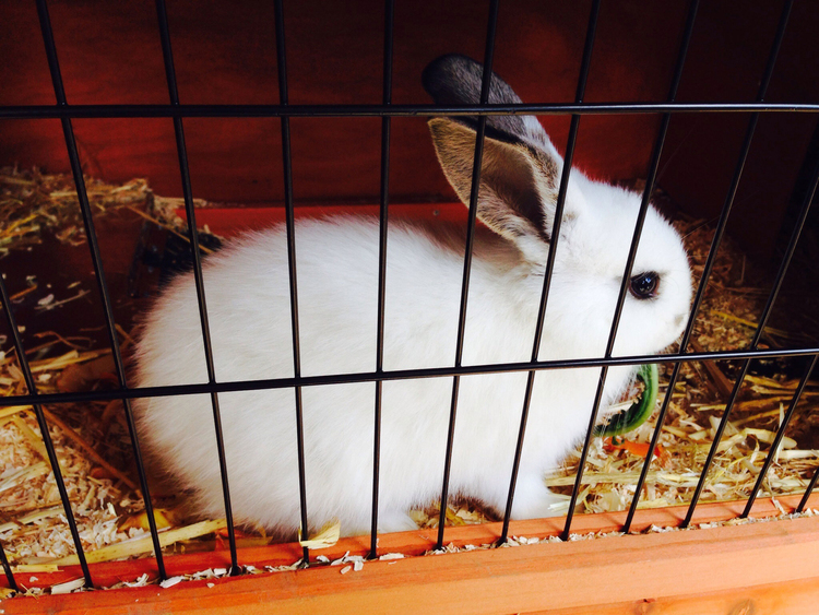 Photo lapin en cage