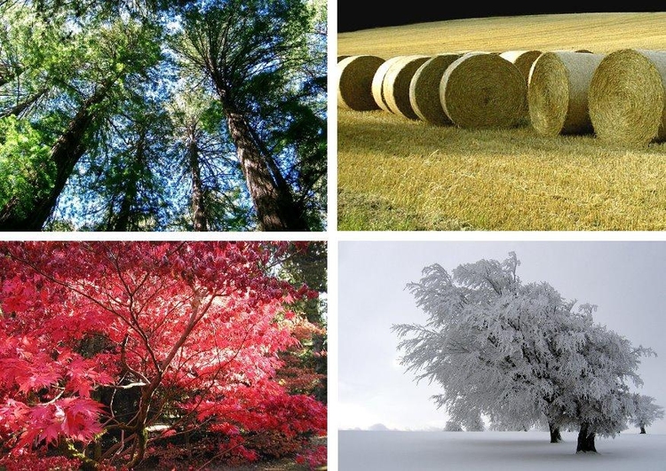 Photo les quatre saisons