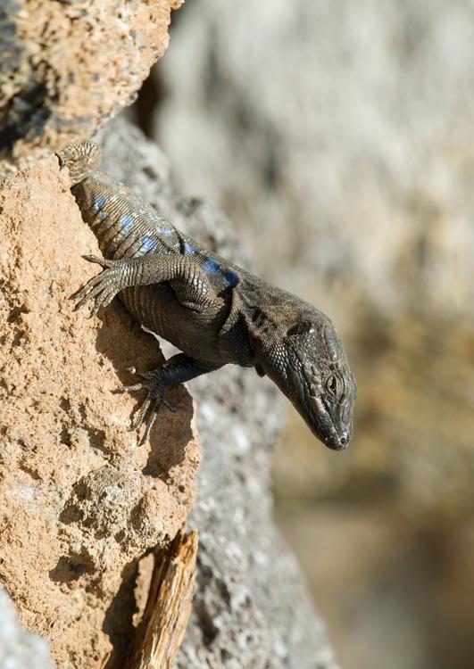 lÃ©zard