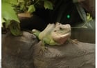 lézard