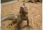 lézard