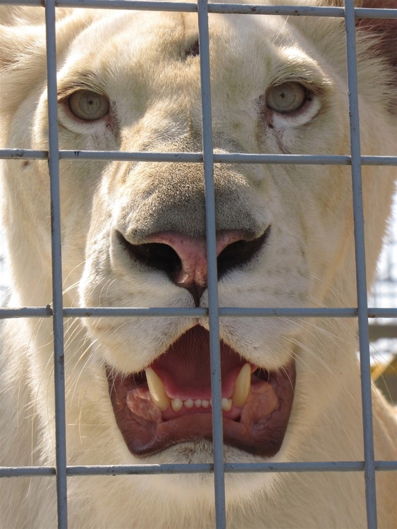 Photo lion en cage