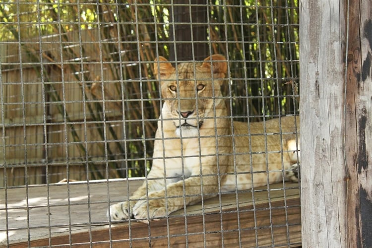 Photo lion en cage