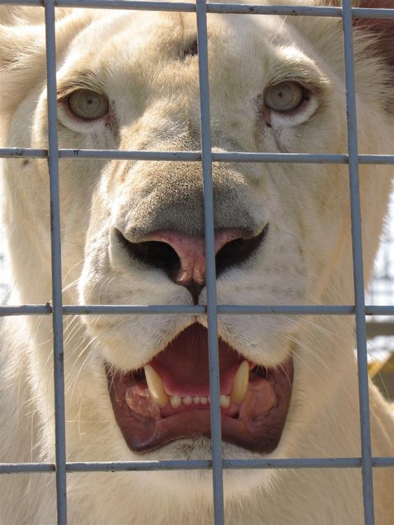 lion en cage