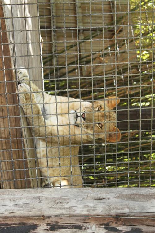 lion en cage