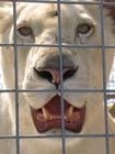 Photos lion en cage