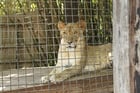 lion en cage