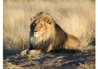 Photo lion