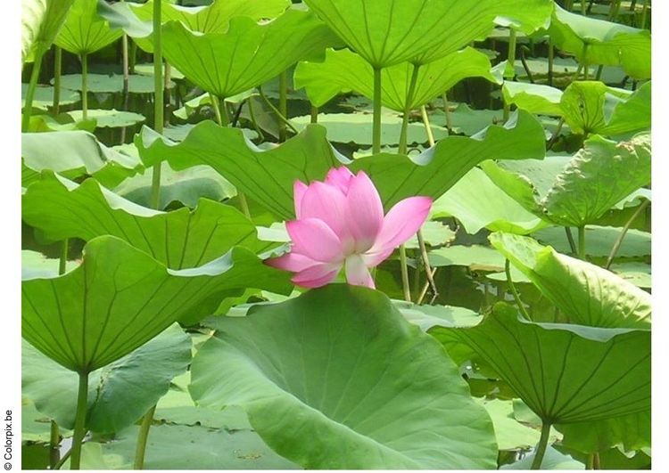 Photo lotus