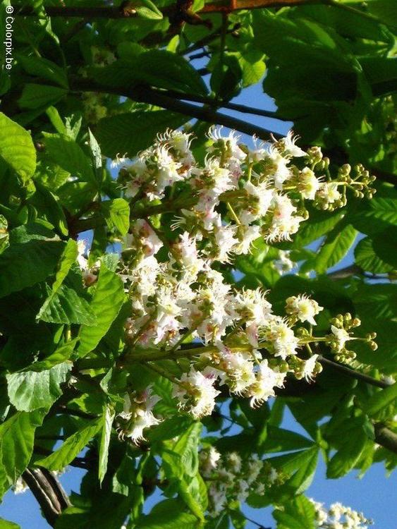 maronnier en fleurs