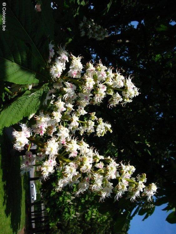 maronnier en fleurs