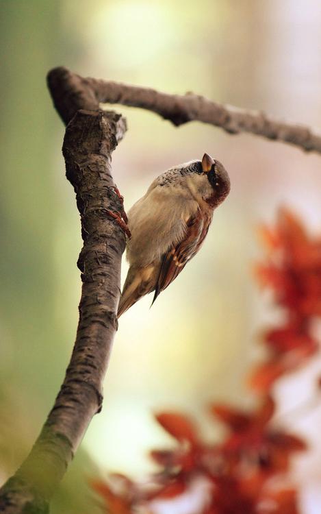 moineau