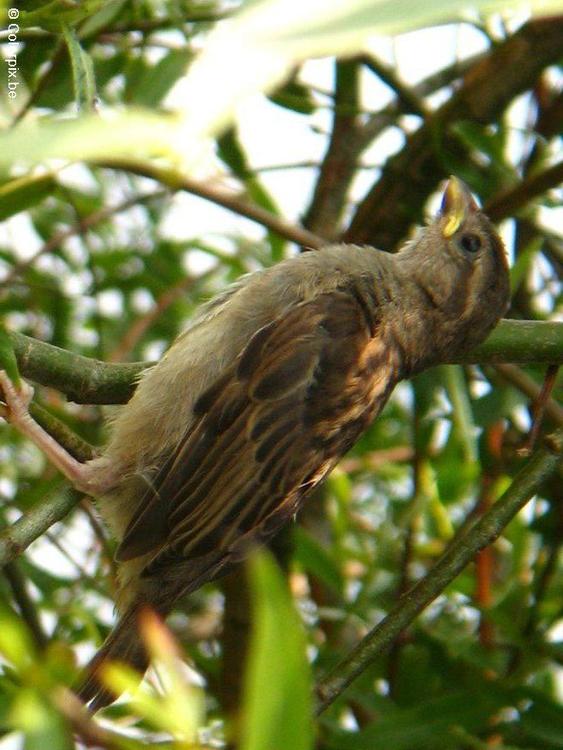 moineau