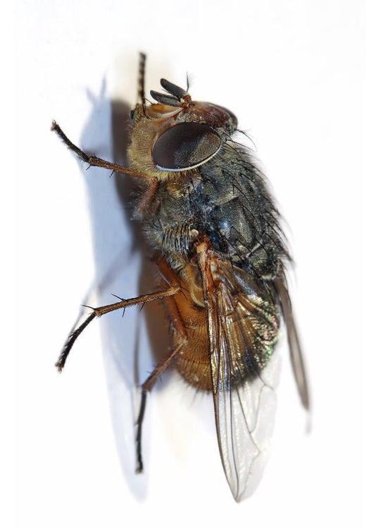 mouche