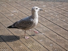 Photo mouette 2