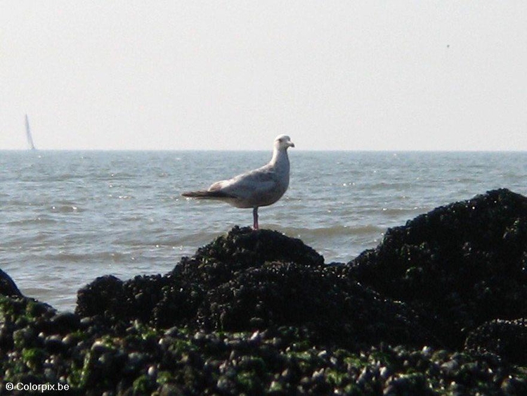 Photo mouette