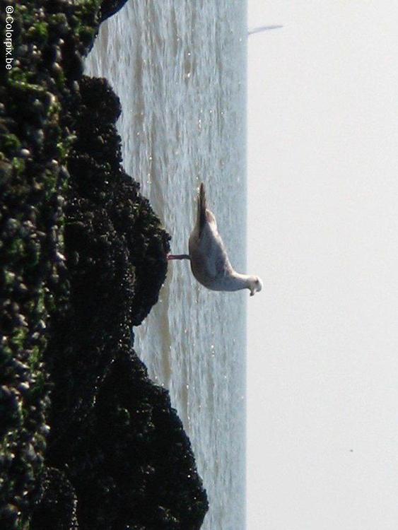 mouette