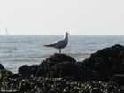 Photos mouette