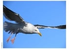 Photo mouette