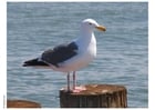 Photos mouette