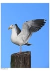 mouette sur un poteau