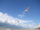 Photo mouettes Ã  la plage 3