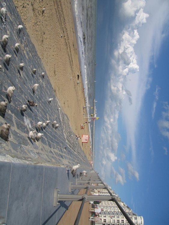 mouettes Ã  la plage 4