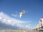 photo mouettes à la plage 2