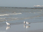 photo mouettes 4