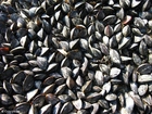 Photo moules