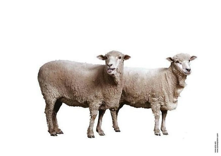 Photo mouton